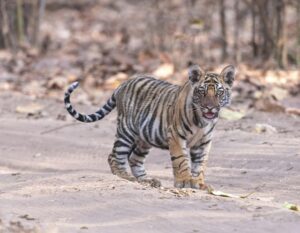 Tiger - Jaipur to Ranthambore Same Day Tour Package by Taxi