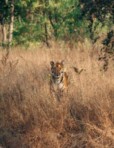 Golden Triangle with Ranthambore Tour Package for 6 Days and 5 Nights by taxi