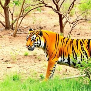 Jaipur to Sariska Same Day Tour Package by cab