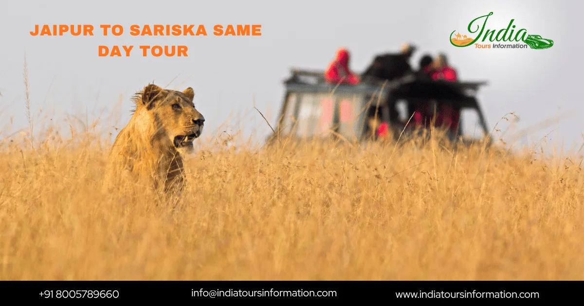 Jaipur to Sariska Same Day Tour