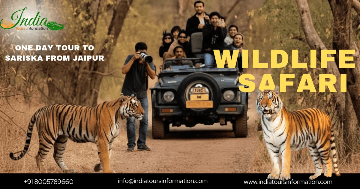 One Day Tour to Sariska from Jaipur