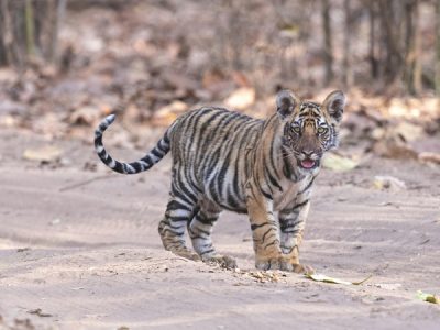 Tiger - Jaipur to Ranthambore Same Day Tour Package by Taxi