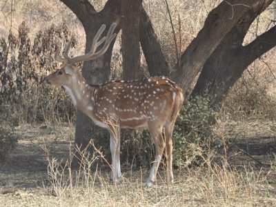 Deer - India Tours Information